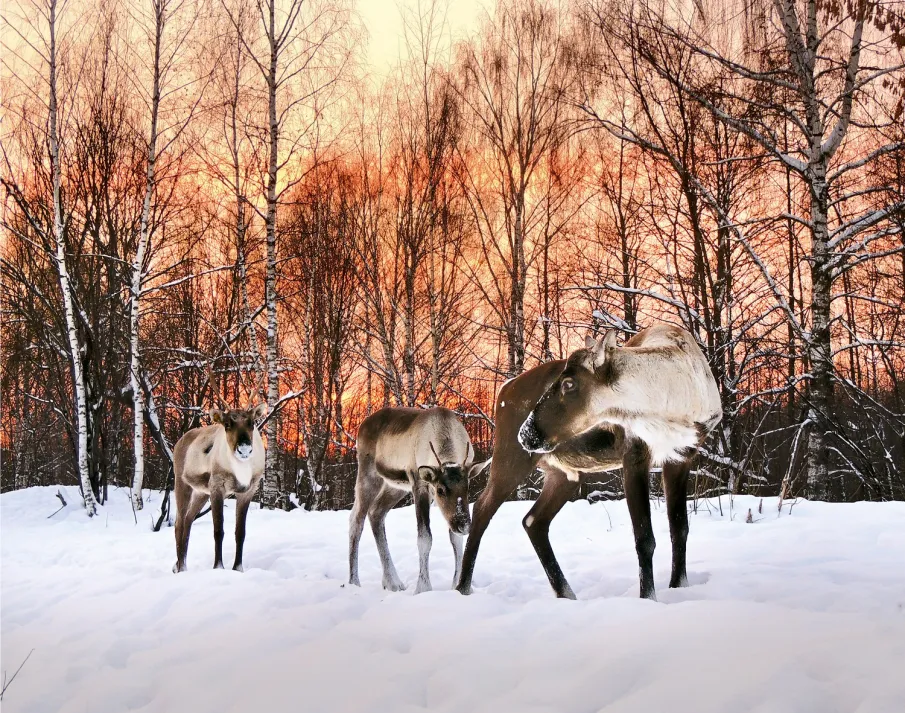 Турпоток в Керженский заповедник вырос в 2,1 раза за последние четыре года
